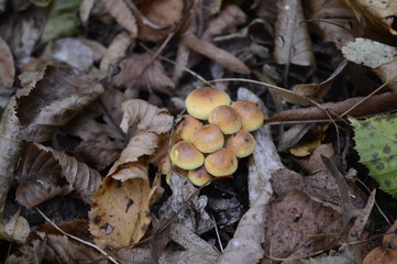 Closeup Armillaria mellea known as honey fungus with blurred background in forrest