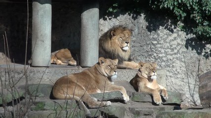 lions in zoo