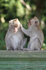 Monkeys grooming 