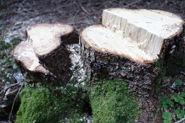 abgesägter Baum