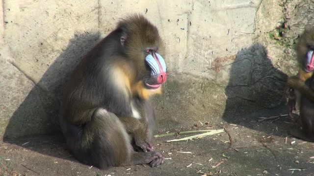 Mandril in zoo