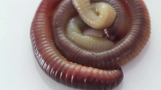 rain worm closeup on a white background