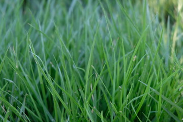 Green background by the fresh grass