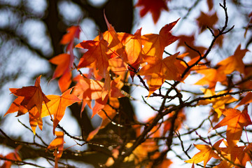 Ahorn im Herbst