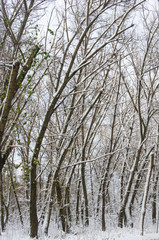 Fototapeta premium snow-covered branches and trees in the city park