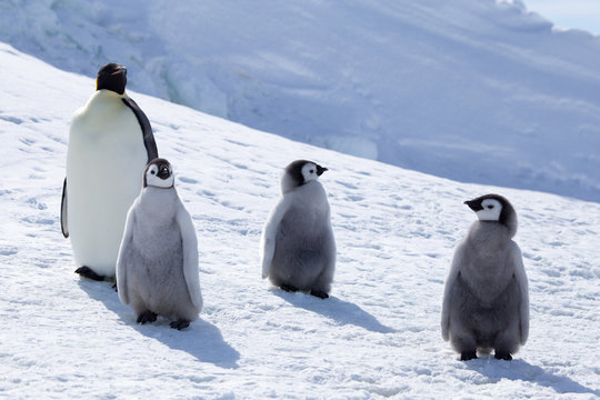 Emperor Penguin Chicks at Snow Hill Emperor Penguin Colony, October 2018.