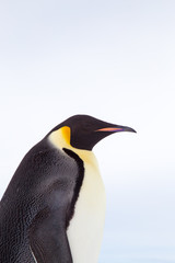 Fototapeta premium Emperor Penguin, Snow Hill, Weddell Sea, Antarctica