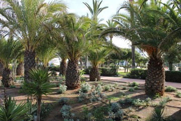 Garden with palm trees