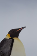 Emperor Penguin, Snow Hill, Weddell Sea, Antarctica