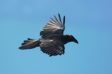 Obraz premium corvo imperiale (Corvus corax) in volo,sfondo cielo,silhouette