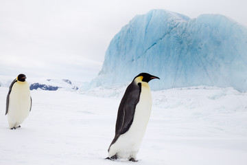 Fototapeta na wymiar Emperor Penguin, Snow Hill, Weddell Sea, Antarctica