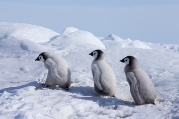 Fototapeta na wymiar Emperor Penguin Chicks at Snow Hill Emperor Penguin Colony, October 2018.