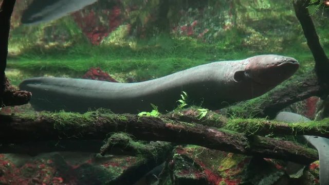 electric fish eel