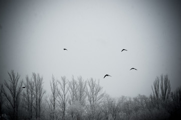 Winter landscape - snow storm, snow covered trees and black birds