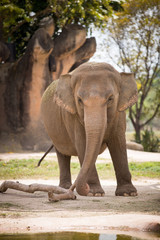 A young elephant goes to the watering. The elephant is going to drink water and take a bath on a...