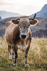 Happy cow grazing on pasture in Bosnia
