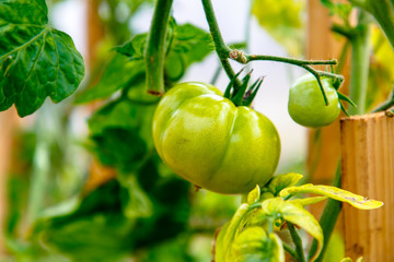 Green tomatoes growing on the branches.