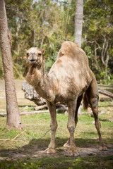 A young one-humped camel is walking along a path to the shady part of the jungle. The camel is saved from the heat. Sunny day. Wild nature.