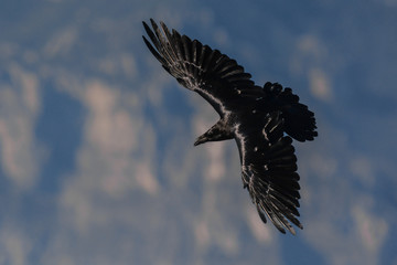 corvo imperiale (Corvus corax) in volo,silhouette