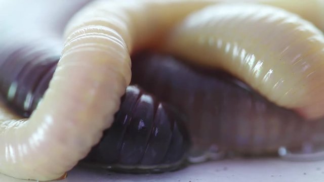 rain worm closeup on a white background