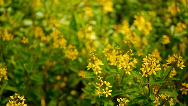 Spring field of small yellow flowers of Galphimia. Evergreen shrub of star-shaped Golden Thryallis glauca. Ornamental bloom in natural sunlight of Gold Shower. Summer meadow background, soft focus.