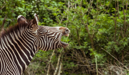 Fototapeta na wymiar Zebra in Zoo