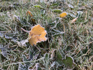 Frozen grass with a yellow leaf in winter