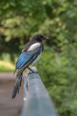 pie © erwangarel.com