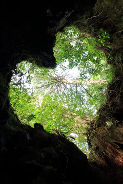 ウィルソン株 ハート 屋久島 日本 Stock 写真 Adobe Stock ウィルソン株 ハート 屋久島 日本 Stock 写真 Adobe Stock