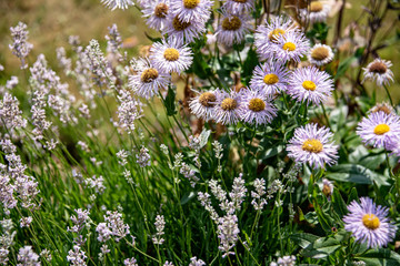 Bedding plants of Lavender and purple daisies give a home to white butterflies on a summer afternoon.
