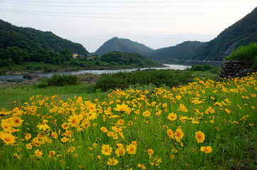 Flower and river