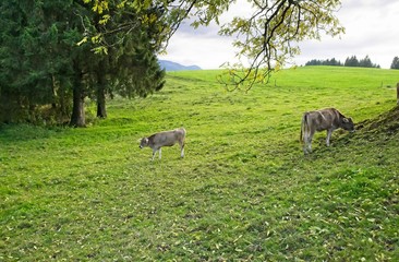Naklejka na ściany i meble Cows eating the grass in a peaceful Bavarian meadow