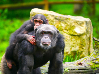 Chimpanzé