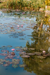 Peaceful pond with reflection on the water