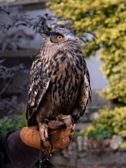 Owl in hand