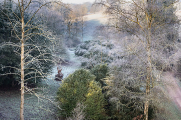 Up in the frosty trees, high shot over trees.