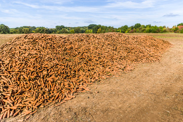 Ein Feld mit einem Berg oder Haufen von geernteten Karotten, im Hintergrund bewaldete Landschaft