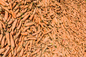 Ausschnitt von einem Berg oder Haufen von geernteten Karotten