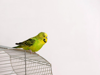 Yellow-green male of budgerigar sitting on a cage