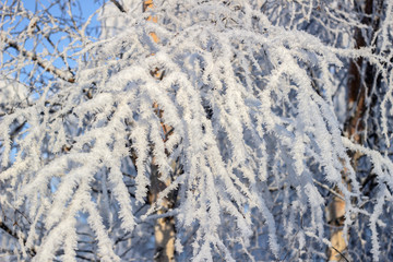 snow covered tree branches