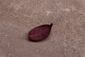 A lonely dark red leaf with a concrete background.