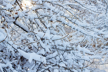 background of trees for a double exposure, many branches, branches in snow, snow on branches, snow on trees