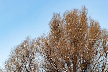background of trees for a double exposure, trees against the sky, branches on a homogeneous blue background, many branches, branches in snow, snow on branches, snow on trees