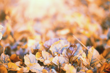 End of summer season in the park