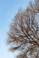 background of trees for a double exposure, trees against the sky, branches on a homogeneous blue background, many branches, branches in snow, snow on branches, snow on trees