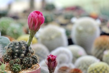 Sweet pink flower blossom of Mammillaria cactus in a pot with blurred many kinds of a houseplant at the market 