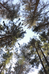 The tops of evergreen trees against the sky