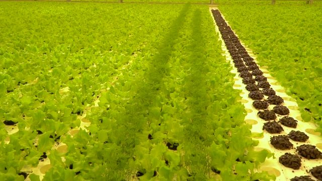View of green plants in greenhouse, lettuce, basil, dill etc.