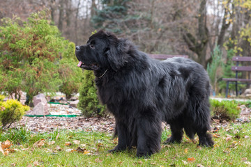 newfoundland dog in the autumn park