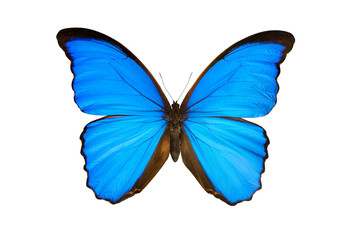 Obraz na płótnie Canvas butterfly morpho nestira